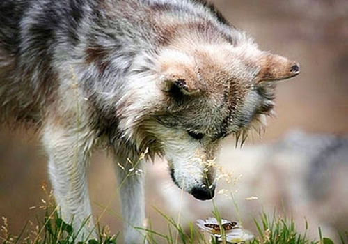 Οι λύκοι μεταμορφώνουν το περιβάλλον